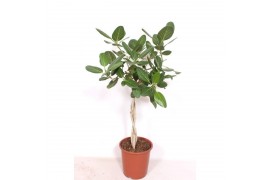 Ficus benghalensis vlechtstam