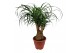 Beaucarnea recurvata vertakt 