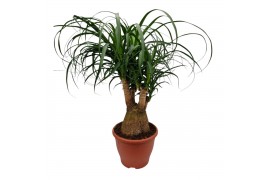 Beaucarnea recurvata vertakt