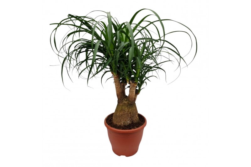 Beaucarnea recurvata vertakt 
