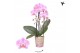 Phalaenopsis elegant cascade 2 tak niagara fall jillion kolibri orchid 