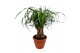 Beaucarnea recurvata vertakt 