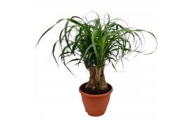Beaucarnea recurvata vertakt