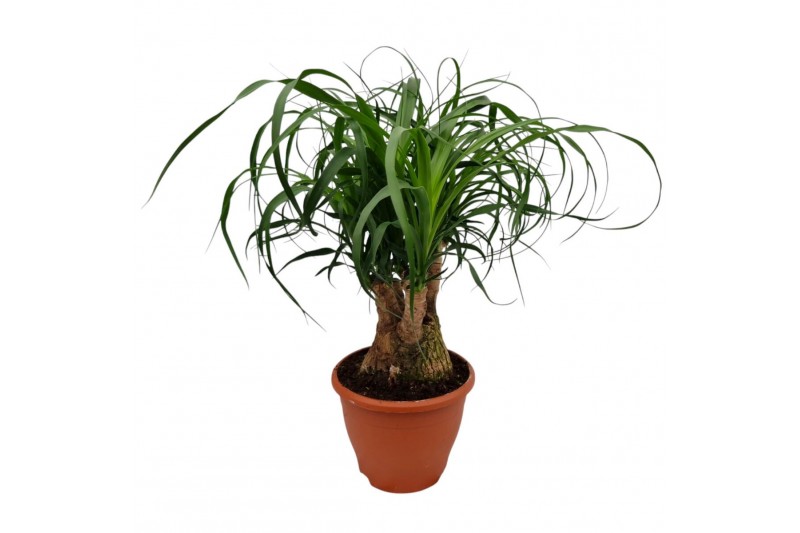 Beaucarnea recurvata vertakt 