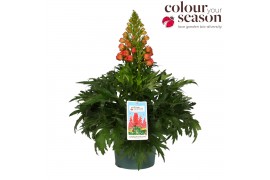Delphinium Delphinium Red Lark P19