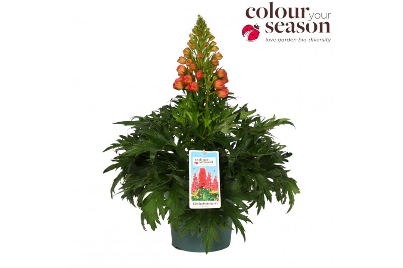Delphinium Delphinium Red Lark P19 