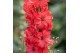 Delphinium Delphinium Red Lark P19 