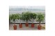 Ficus mix Mix CC 