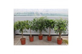 Ficus mix Mix CC