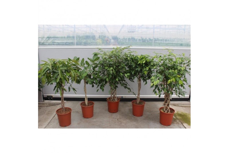 Ficus mix Mix CC 
