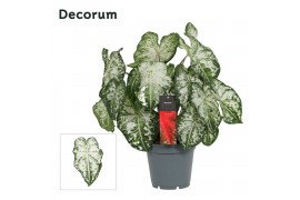 Caladium snow flurry Decorum