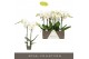 Phalaenopsis wit Maistro Verdi - 2 tak, 18+ bloem - 50cm 