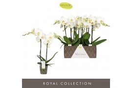 Phalaenopsis wit Maistro Verdi - 2 tak, 18+ bloem - 50cm