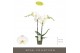 Phalaenopsis wit Maistro Verdi - 2 tak, 18+ bloem - 50cm 