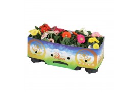 Gerbera sundayz mix belicht 2+ met kraag