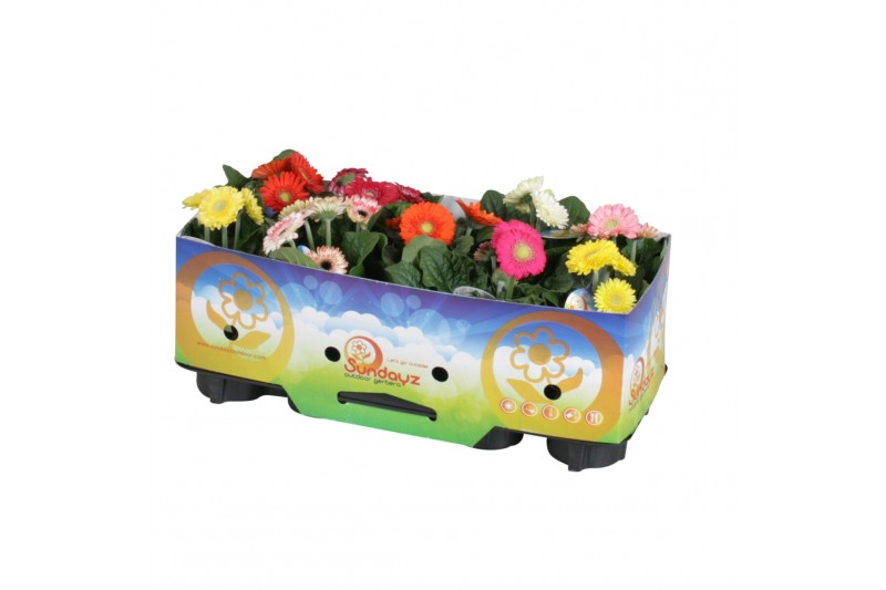 Gerbera sundayz mix belicht 2+ met kraag 