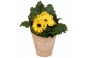 Gerbera flori line geel in Pure Blooms draagtas eco 