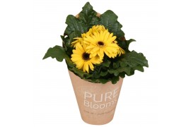 Gerbera flori line geel in Pure Blooms draagtas eco