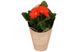Gerbera flori line oranje in Pure Blooms draagtas eco
