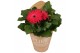 Gerbera flori line paars in Pure Blooms draagtas eco 