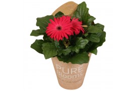 Gerbera flori line paars in Pure Blooms draagtas eco