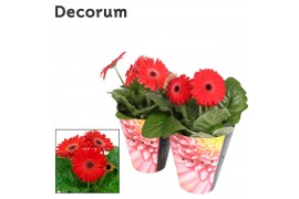 Gerbera flori line rood 2+ bl (diverse kleurtinten) potcover Decorum