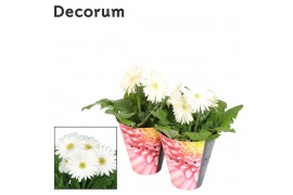 Gerbera flori line wit decorum potcover