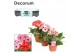 Gerbera flori line roze 2+ met kraag decorum 