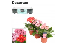 Gerbera flori line roze 2+ met kraag decorum
