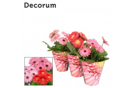 Gerbera flori line roze decorum potcover