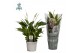 Spathiphyllum bellini 8+ bloem - AirSoPure 