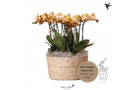 Phalaenopsis multiflora anthura las vegas Kolibri Orchids Mono - 8 tak