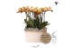 Phalaenopsis multiflora anthura las vegas Kolibri Orchids Mono - 8 tak 