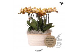 Phalaenopsis multiflora anthura las vegas Kolibri Orchids Mono - 8 tak