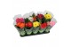 Gerbera mix belicht 2+ basic 