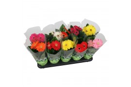Gerbera mix belicht 2+ basic