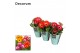 Gerbera mix twister potcover decorum 