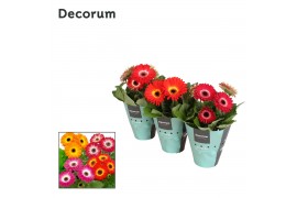 Gerbera mix twister potcover decorum