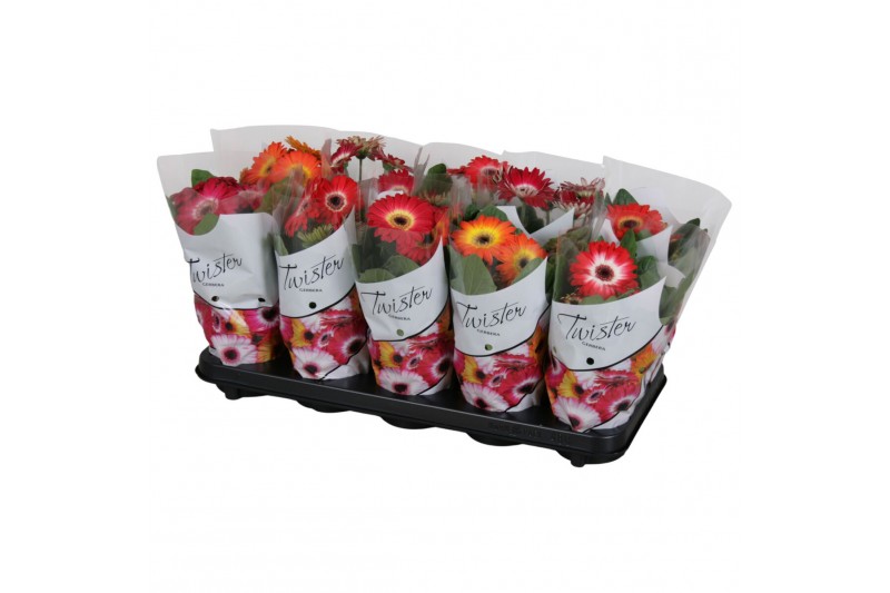 Gerbera mix twister belicht 