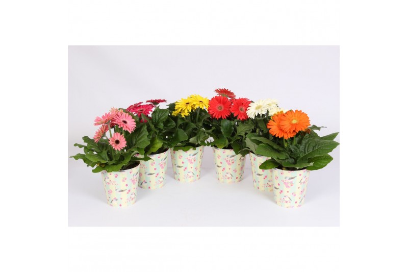 Gerbera mix flower heart cup, 