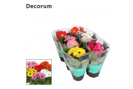 Gerbera belicht mix 2+ bl. hoes Decorum