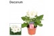 Gerbera flori line wit 2+ bl  in hoes Decorum 