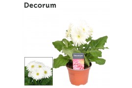 Gerbera flori line wit 2+ bl  in hoes Decorum
