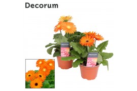 Gerbera flori line oranje in hoes decorum