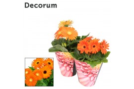Gerbera flori line oranje 2+bl (div. kleurtinten) potcover Decorum