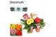 Gerbera mix 3+ met kraag decorum 