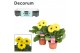 Gerbera flori line geel 2+ met kraag decorum 