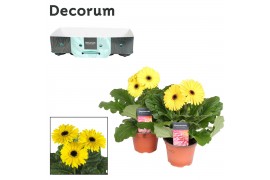 Gerbera flori line geel 2+ met kraag decorum