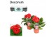 Gerbera flori line rood 2+ met kraag decorum 