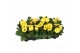 Gerbera flori line geel excellent (diverse kleurtinten) 
